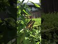 Giant swallowtail lays egg on lemon tree. Beautiful and close up!