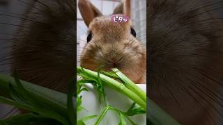 【うさぎカフェ】にんじんの葉っぱ #Shorts #うさぎカフェ #うさぎ #bunny