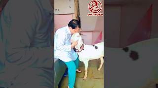 Sakab Goat Qurbani 2023.#shorts #tiktok #funnyvideo #viral  #trending #sheep #bakre #goats