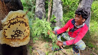 காட்டு பொந்து தேன் வேட்டை 🐝|Pure honey harvesting by village | Amazing honey harvesting skills #aov