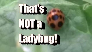 That's Not a Ladybug (or Lady Beetle) Squash and Mexican Bean Beetles