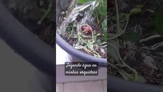 Cuidando das minhas orquídeas joguei água elas estavam tão seca