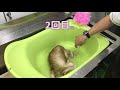 藤井流シャンプー方法［兵庫ペット医療センター トリミング 尼崎 犬動画　］happy dog glooming