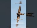 the bird that never lands the amazing swift shorts commonswift