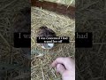 broody hen update short shorts homesteading