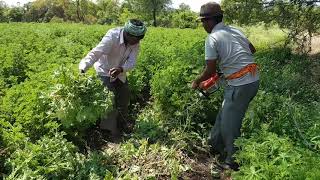 AGRONITI Geranium plant cutting process (जिरेनियम वनस्पती कापण्याची प्रक्रिया)