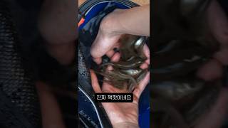 산속 소류지에다가 통발을 던져봤더니…?/#버들치