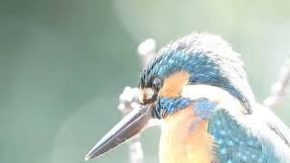 【どアップ野鳥撮影】カワセミCommon Kingfisher / Alcedo atthis