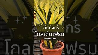 ลิ้นมังกรโกลเด้นเฟรม #ไม้ฟอกอากาศ #ไม้ปลูกในห้องนอน #sansevieria #ไม้มงคลเสริมโชคลาภ #จัดสวนบ้าน