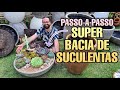 ARRANJÃO de SUCULENTAS CHIQUÉRRIMO - Super bacia de suculentas