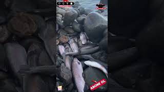 Artvin de somon çiftliği patladı herkez çuvalla yakaladı #fishing #balık #shortvideo #keşfet