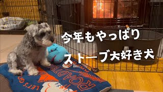 薪ストーブわんこ【ミニシュナのコノさんvlog】