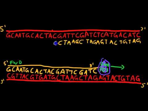 Primer Design for PCR Primer Design for PCR
