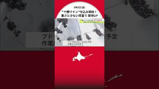 北海道「十勝ワイン」“最も早く” 仕込み開始… 暑さと少ない雨量で上質なワインを期待 約470トンのブドウを10月まで