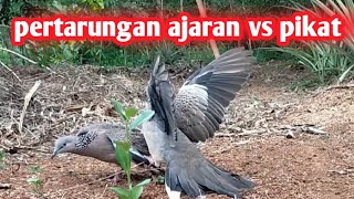 adu pikat tekukur,,disaat tidak menemukan lawan tangguh,,,adu pikat jadi tradisi pemikat galau😁