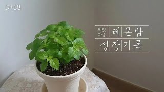 《레몬밤 성장일기 EP1》 다이소 레몬밤 키우기 씨앗 파종 ~58일차 허브 키우기