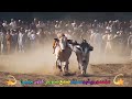 bull race in panjab part 1 27rd nov 2022 english subtitles mansoor video swabi