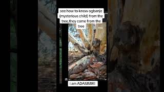 see how to know the ogbanje from the tree