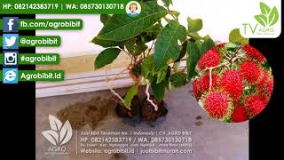 Jual Bibit Buah Rambutan Binjai Okulasi