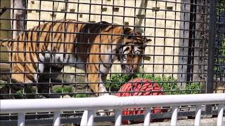 2018/06/30 躍動する若トラ あさま  in  釧路市動物園