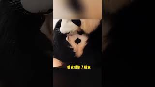 爱宝真的像人类妈妈一样爱惨了福宝#我们的熊猫宝宝被很多人爱着#大熊猫福宝#大熊猫爱宝#万物皆有灵