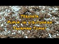 Pupuk Dasar Tanaman Tomat #tomatunggul #tomatsuper