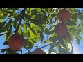 How to #sharing our peach tree.#fruit #farming @Wide Open Transit Farm