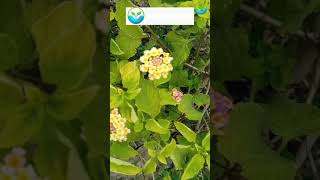 Lantana Plant | Lantana Flowers #shorts