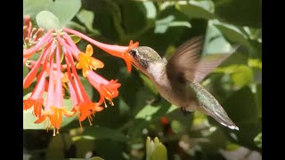 Plants for Birds with Ruth Pfeffer