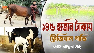 মাত্র ১৪৫ হাজার টাকায় ফার্ম ওপেনিং গাভি কিনুন উন্নত জাতের বকনা সহ। টাংগাইল গাভি প্রাইজ।