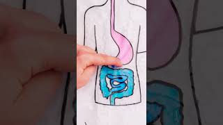 Dive into Digestion! ππ Unraveling the Mysteries of Your Tummy!