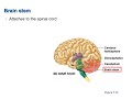 Diencephalon, Brain Stem, and Cerebellum