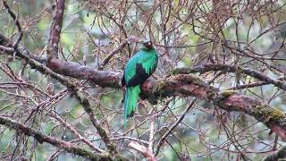 Golden-headed Quetzal - Pharomachrus auriceps/ Colombia 2016