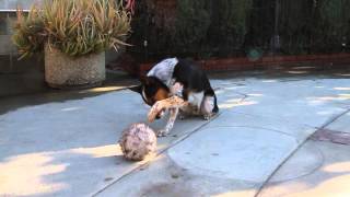 Smartest Dog In The World - Jumpy 123 trick