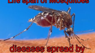 கொசுக்களால் பரவும் நோய்கள்# diseases spread by mosquitoes/life span of Mosquitoes#arivu