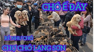 CHỢ PHIÊN BÁN CHÓ -LỢN GIỐNG - GÀ VỊT CON LỚN NHẤT LẠNG SƠN CHỢ GIẾNG VUÔNG