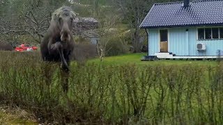 Sveriges farligaste djur - Varg, björn, älg eller geting?