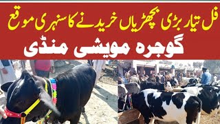 Heifers For Sale In Gojra Maveshi Mandi l Jersey Australian Heifers