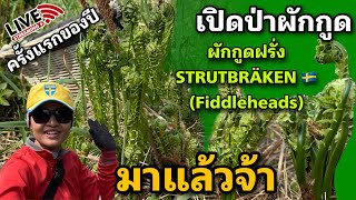 เก็บผักกูดรอบแรกของปี ผักกูดฝรั่ง🇸🇪 STRUTBRÄKEN, Fiddleheads สวย ฟิน เวอร์