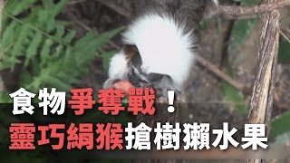 食物爭奪戰！ 靈巧絹猴搶樹獺水果【央廣新聞】