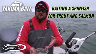 Baiting a SpinFish for Trout and Salmon