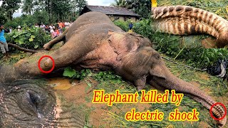 Elephant killed by electric shock / elephant attack