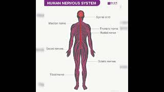 #11 systems of human body#short video#shorts