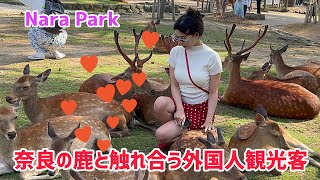 奈良の鹿と触れ合う外国人観光客🦌奈良公園Nara Park