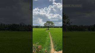 Top 10 most beautiful village in india .. Kollengode .. #kollengode #palakkad #yatra #travelvlog