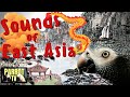 Calm Classic-Inspired East Asian Music Mix | Zen Music for Birds | Parrot TV for Your Bird Room🐉