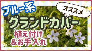 《雑草対策！これはオススメ！青いお花のグランドカバープランツ》この時期やっておきたいグランドカバープランツのお手入れ