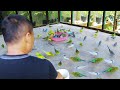 EXOTIC BIRD FARMING -The Secrets of Starting and Growing a Successful Bird Farming!!