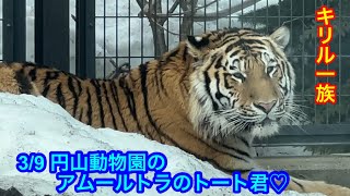 3/9 円山動物園 アムールトラのトート君♡