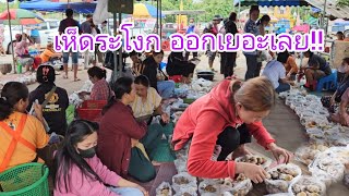 ดงเห็ด!!!#เห็ดระโงก ออกหลายคัก #เห็ดเผาะ #เห็ดป่า  บรรยากาศคึกคัก #ตลาดนัด เห็ดยามเย็นๆ อ.บุณฑริก